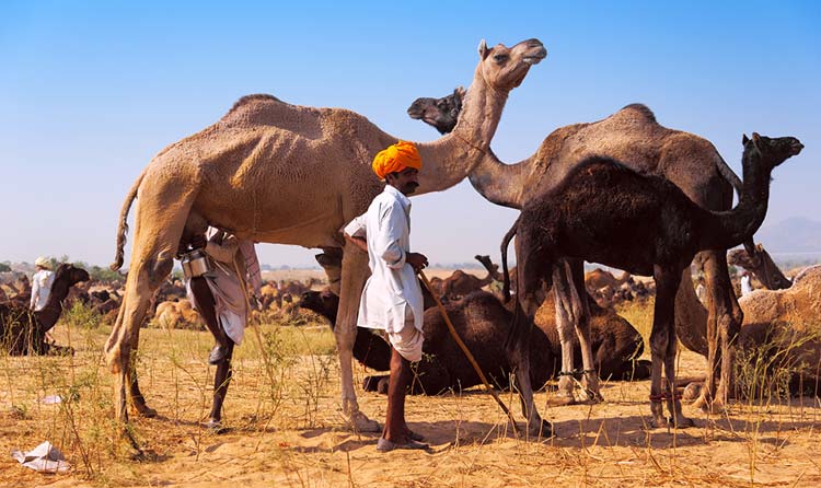 08 Days Jaipur Pushkar Ranthambore Agra Delhi Tour