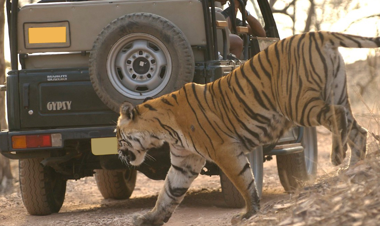 08 Days Jaipur Pushkar Ranthambore Agra Delhi Tour