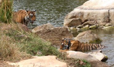 Jaipur To Sariska Day Trip Jaipur To Sariska Day Trip